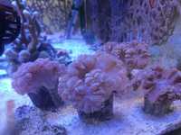 Koralowiec LPS Plerogyra sinousa