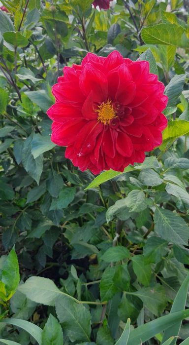 Георгіни, жоржини