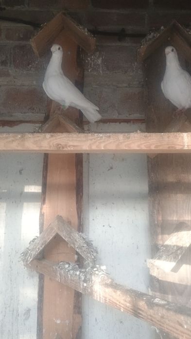 Gołębie orlik belgijski