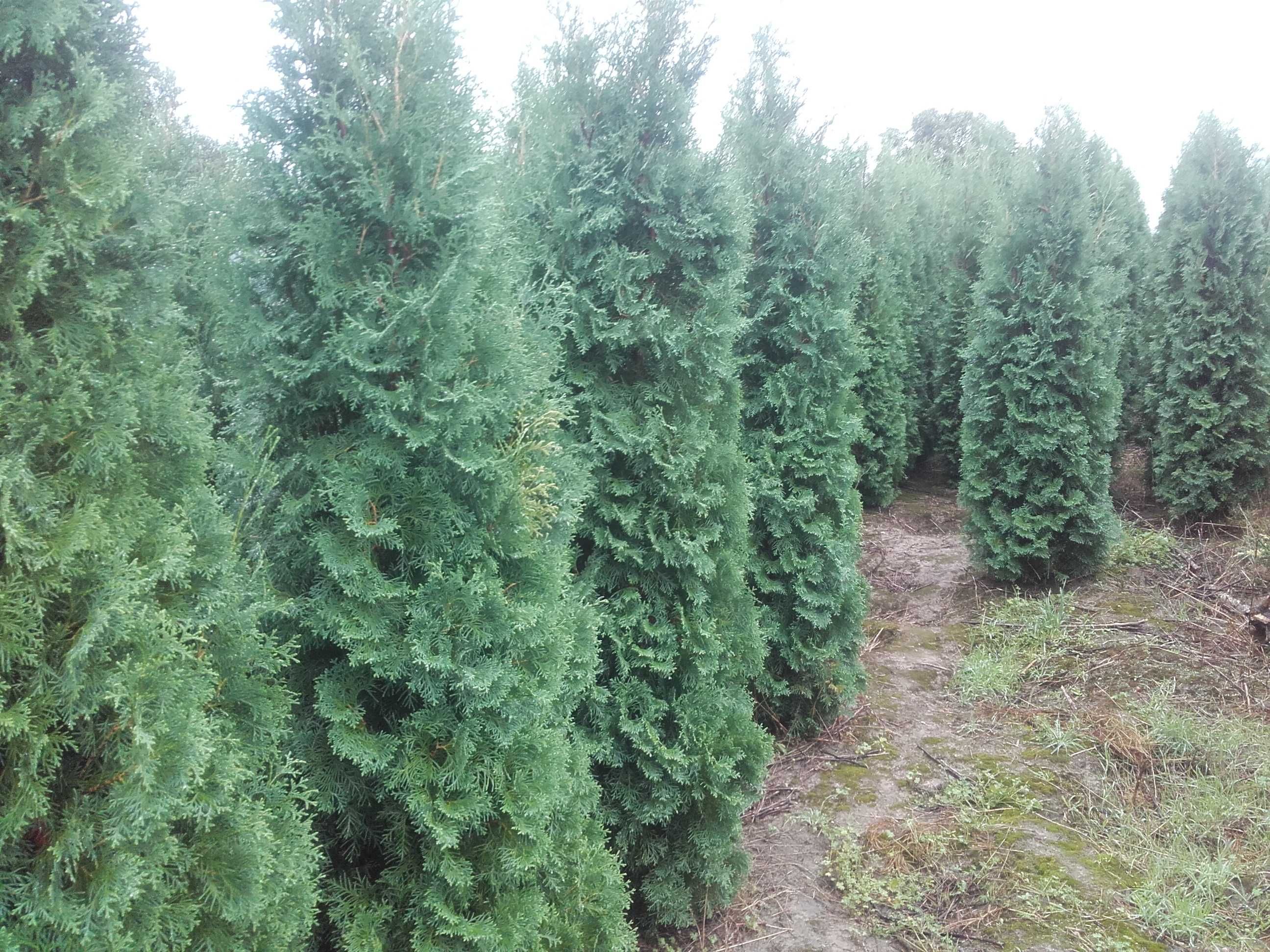 Thuja 'Columna' 180-200 z gruntu