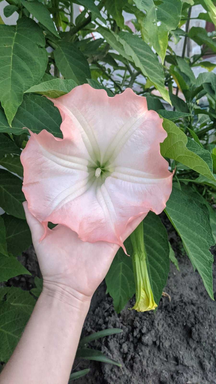 Бругмансия розовая очень ароматная Brugmansia suaveolens