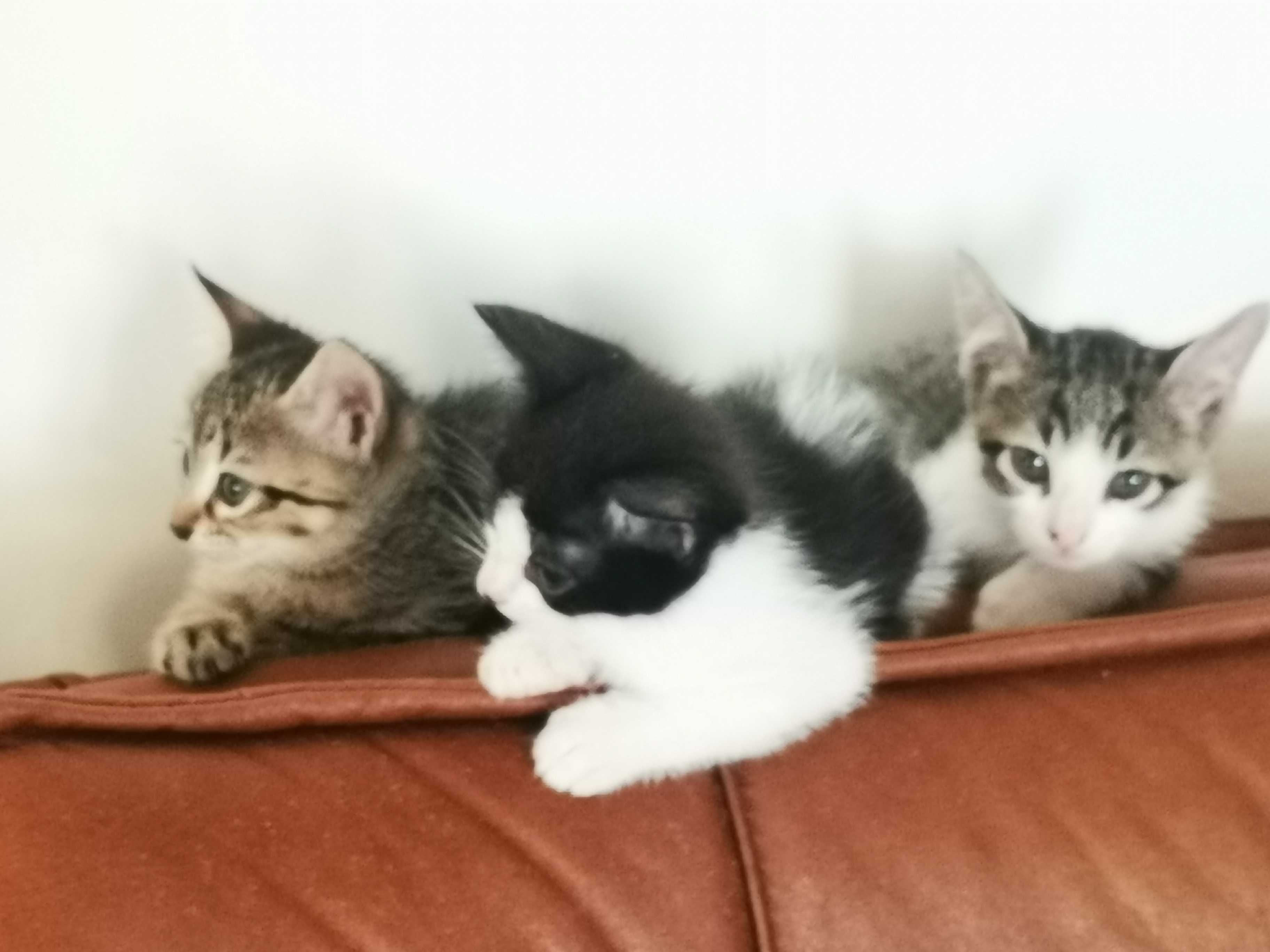 4 gatinhos bebes para adoção