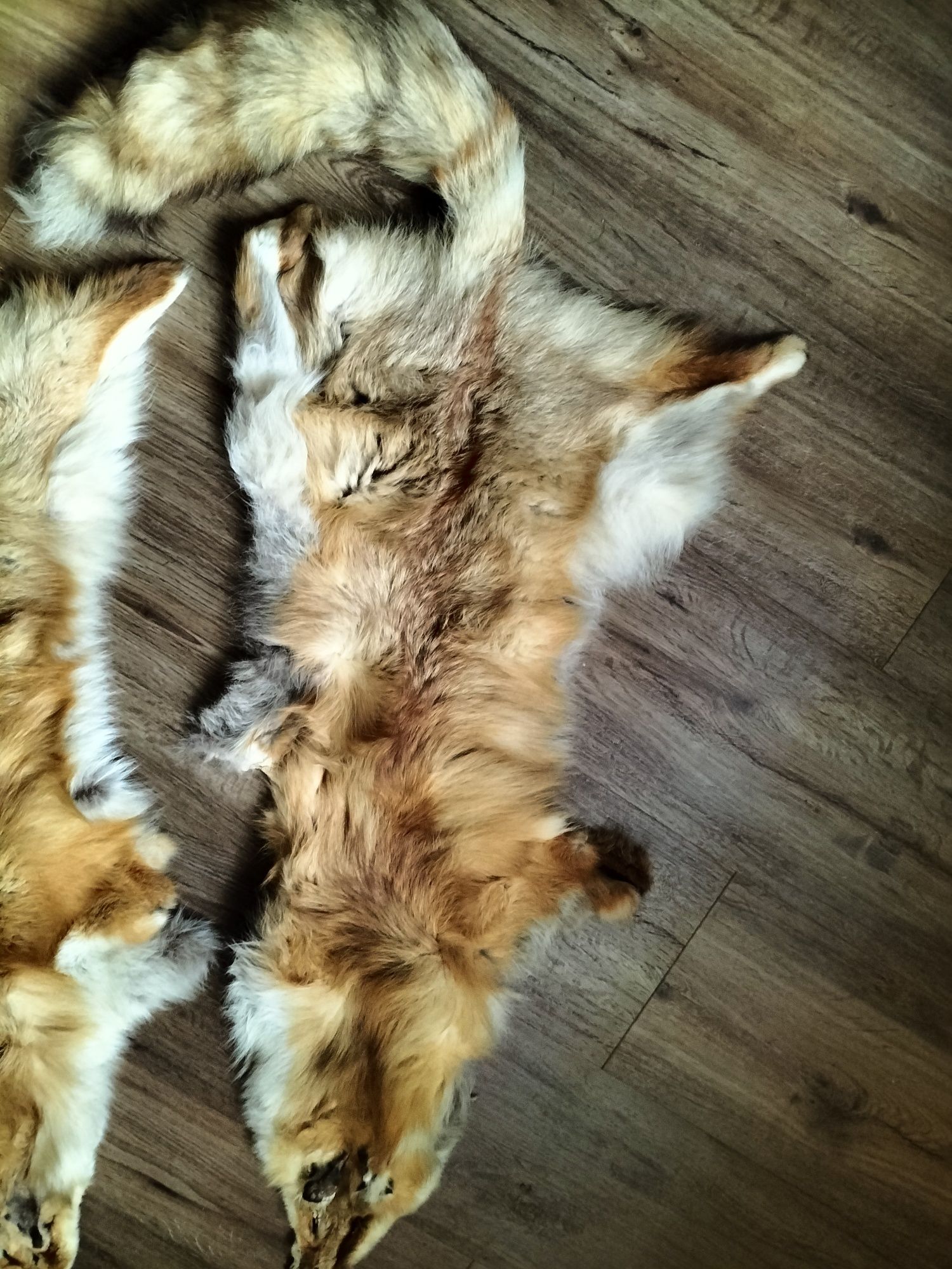 Peles de raposa 80 cm comprimento conj. 2