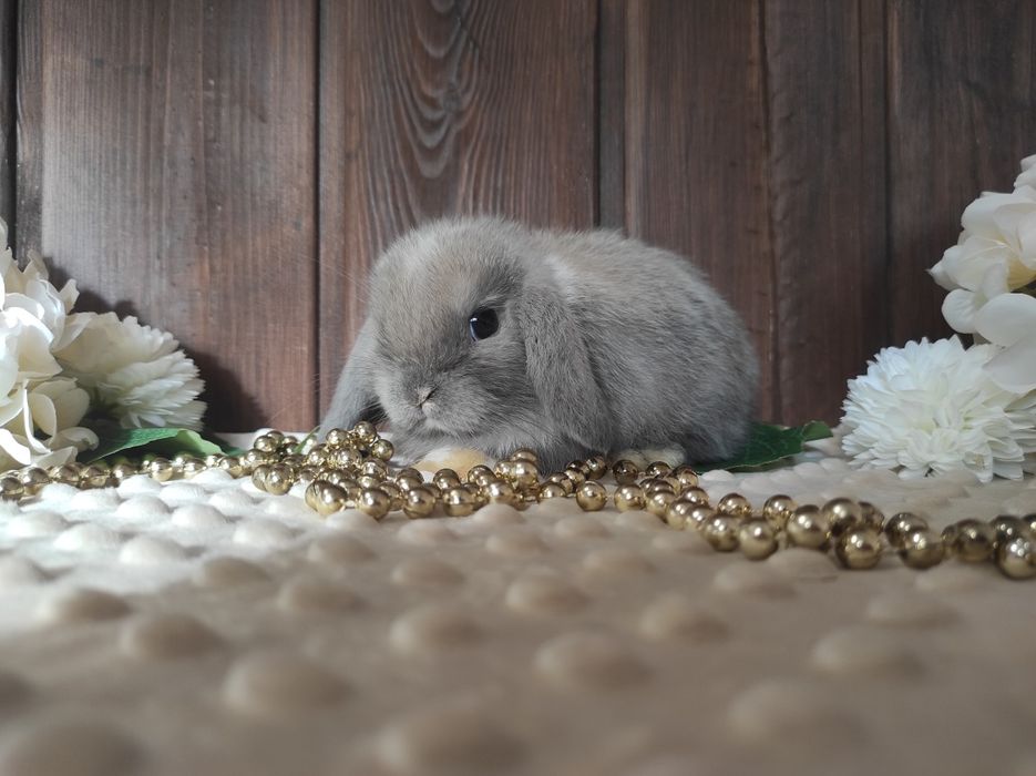 Mini Lopki z WYPRAWKĄ I KSIĄŻECZKĄ Śliczne Malutkie Króliczki