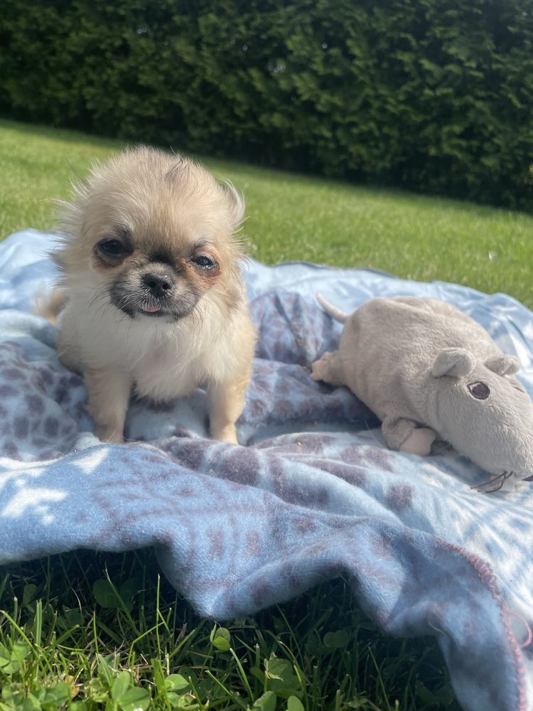 Chihuahua długowłosa mini mini
