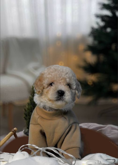 Мальтипу элитный мини мальчик