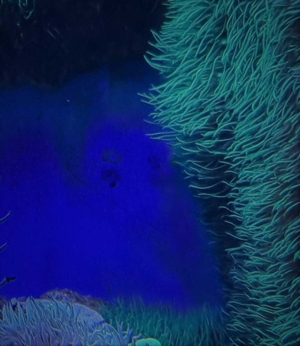 Koralowiec Briareum, szczepki.