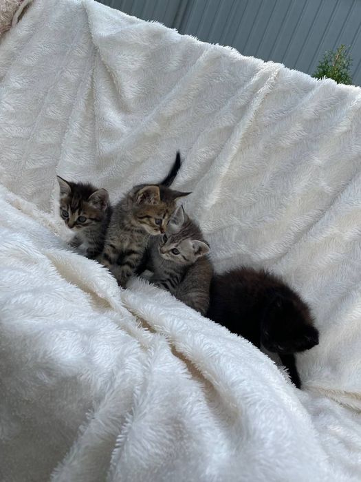 Котенята
