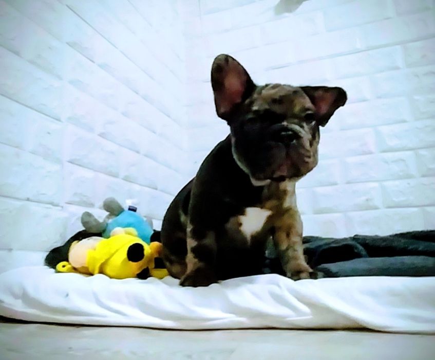 Мальчик французский бульдог