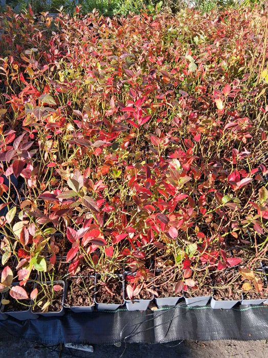 Planta de Mirtilos/blueberries