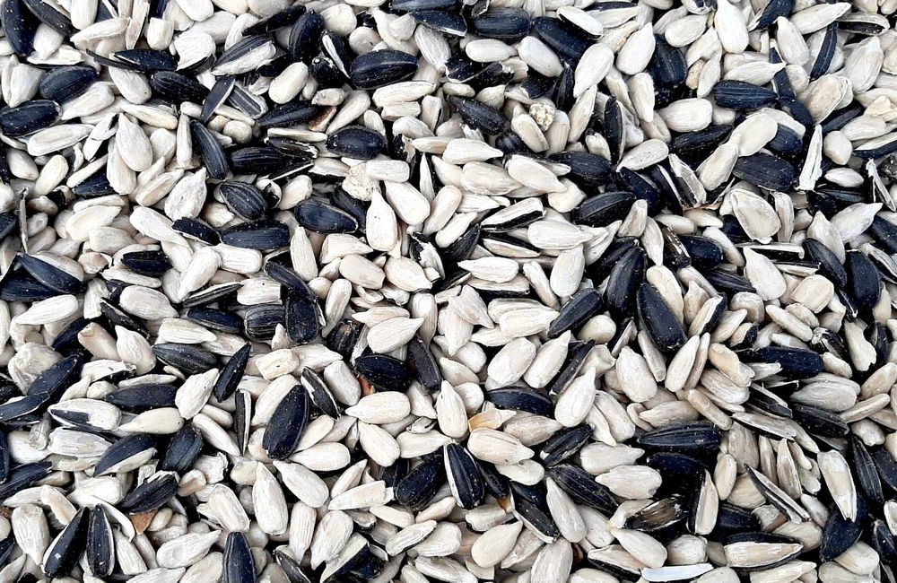 Słonecznik dla ptaków 90% łuskany 25kg, karma dla ptaków