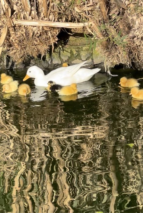 Patos Mignon brancos