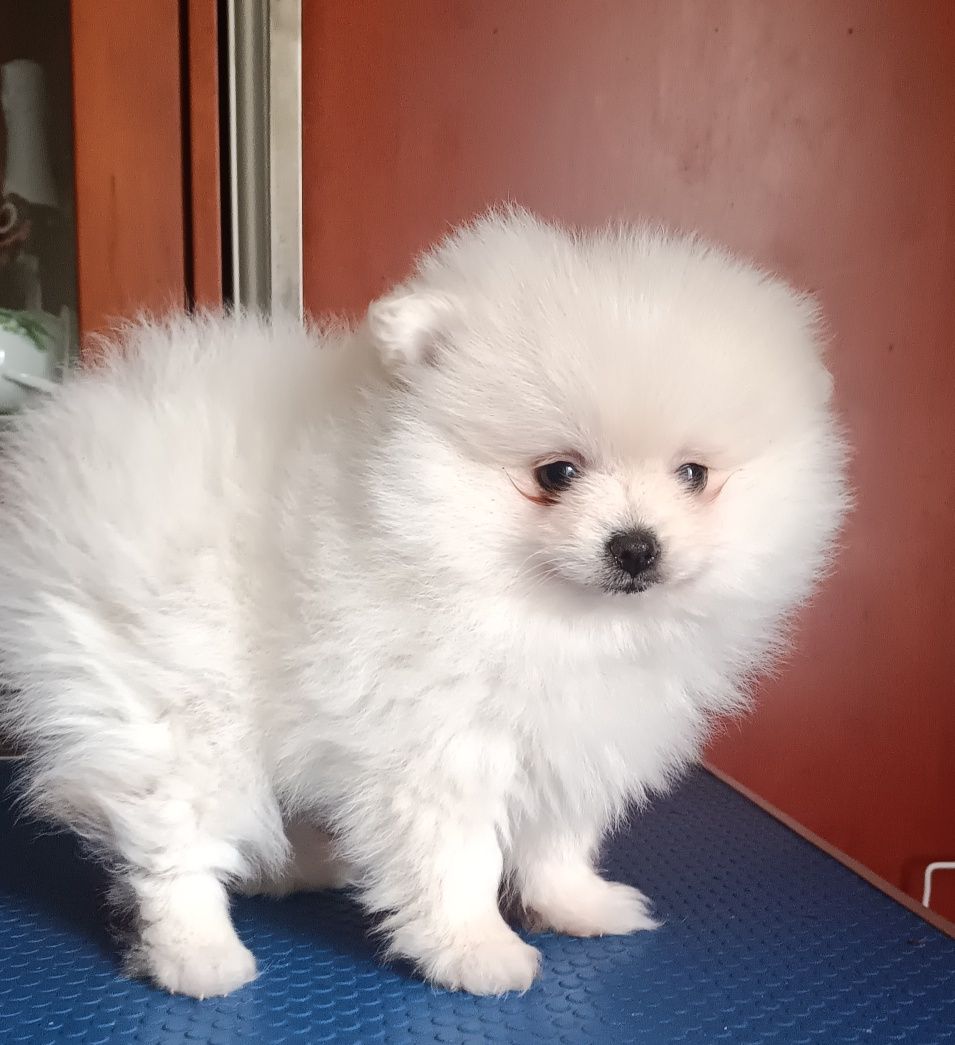 Spitz Alemão anão