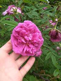 Чайная роза темно- малинового цвета