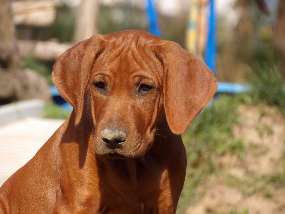 Serce Afryki - Szczeniak Rhodesian Ridgeback - Wystawowa- Hodowla ZKwP