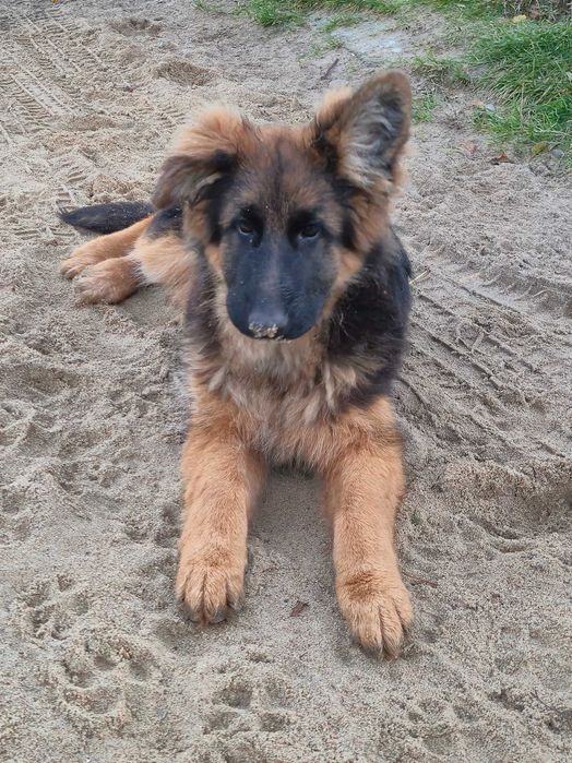 Owczarek niemiecki dlugowlosy suczka