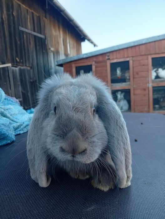 Samce barana francuskiego