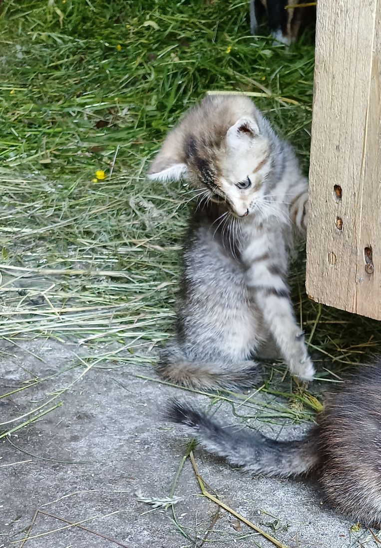 Kotka kot kocica kotek