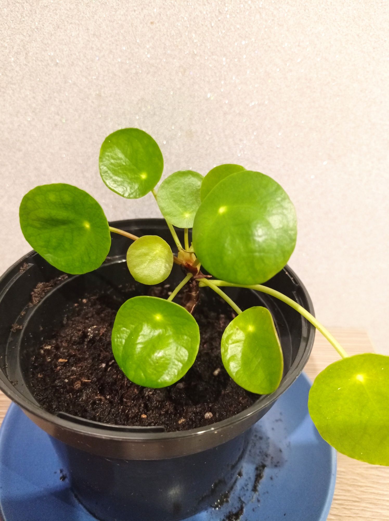 Sadzonka pilea zielona roślina Pieniążek kwiat peperomioides
Sadzonka