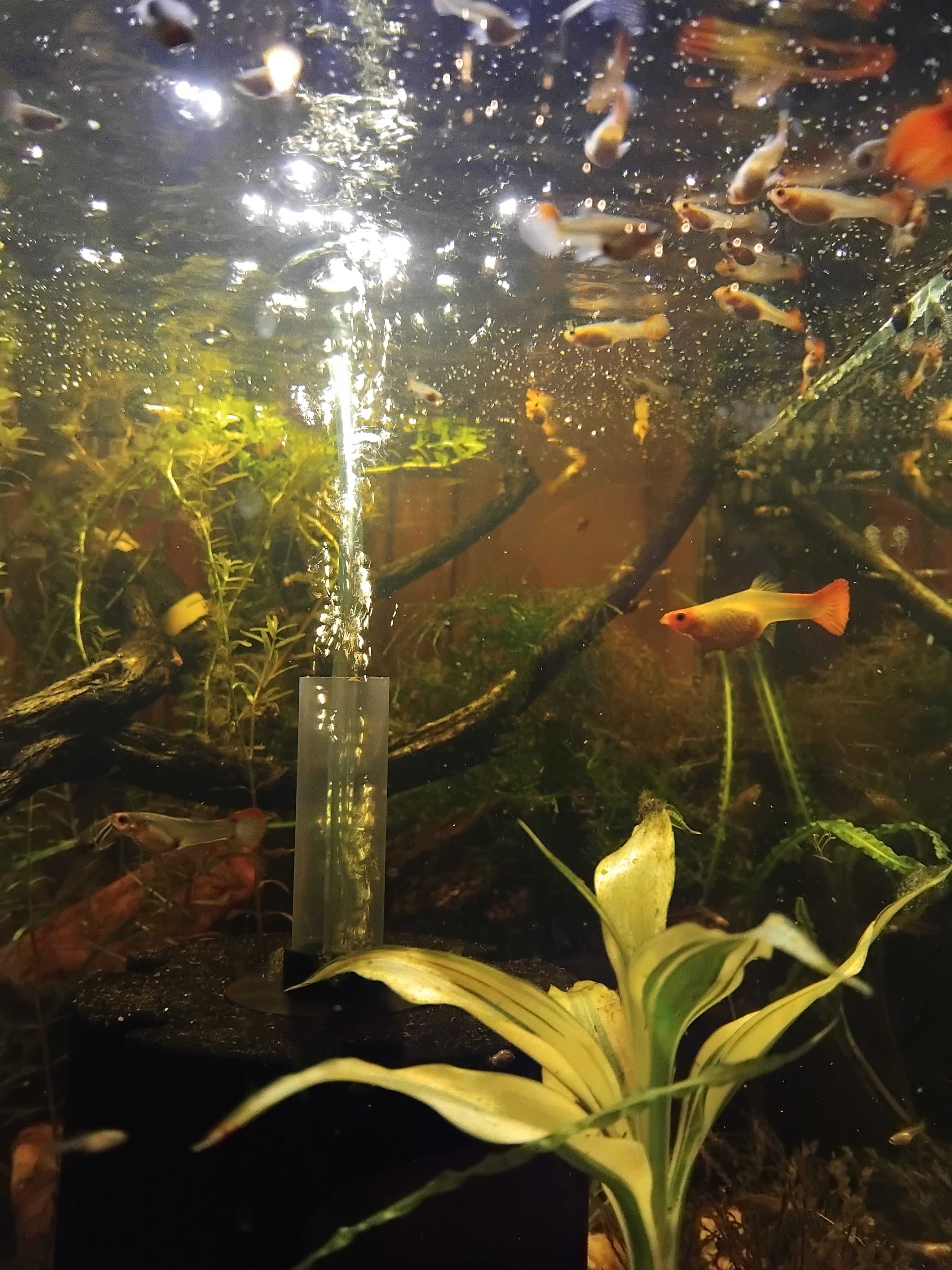 Guppy jovems para troca