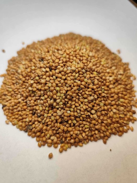 Proso żółte ziarno 20kg