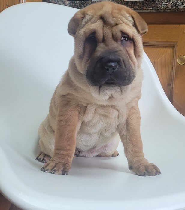 Sharpei femea fantástica