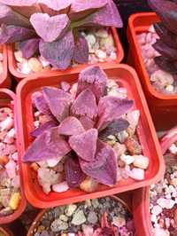 Haworthia Pygmaea Crystallina