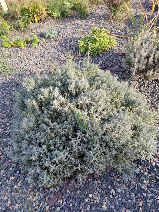 Лаванда букет сушена