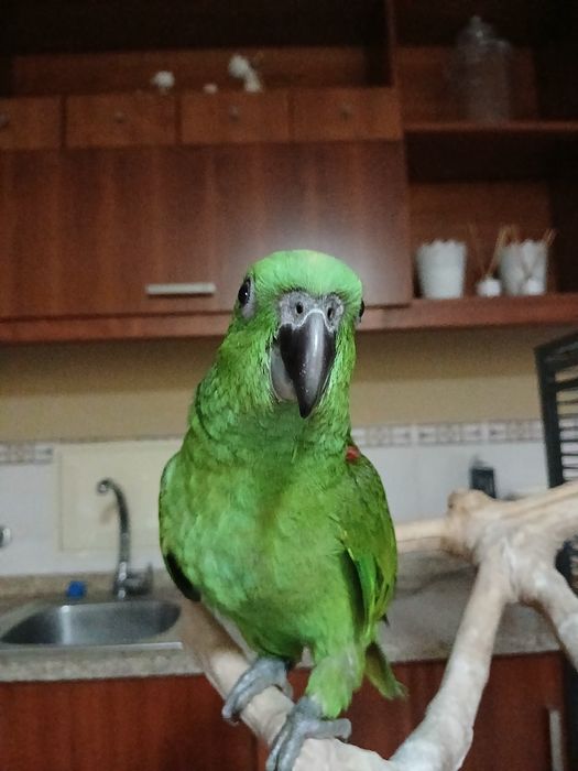 Amazonas auropaliatta