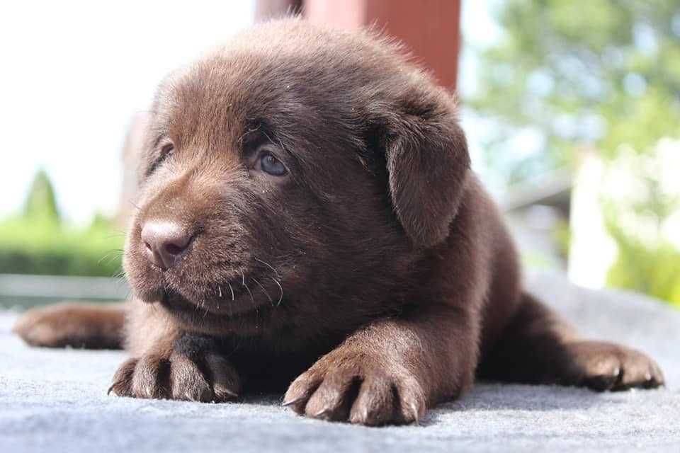 Szczeniak Labrador Retriever wybitne pochodzenie