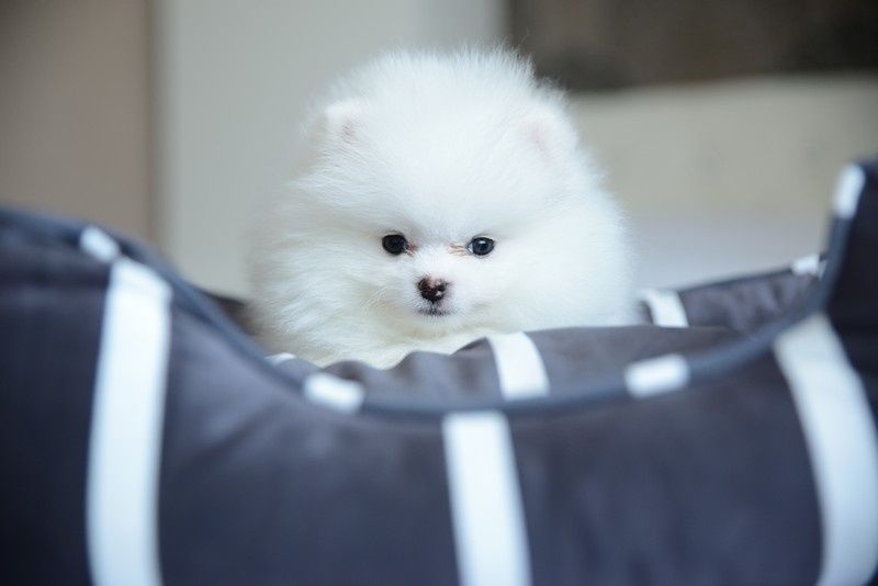 Pomeranian chłopak biały