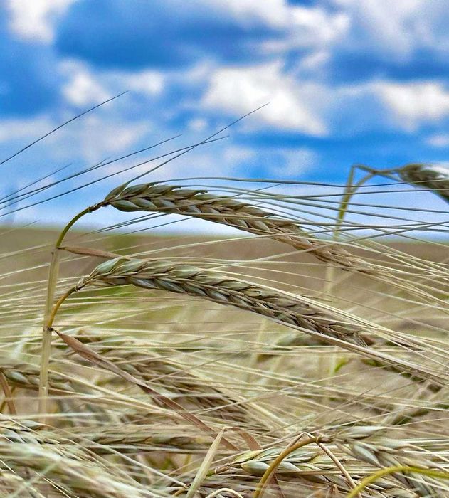 Продам посівний озимий ячмінь Снігова Королева