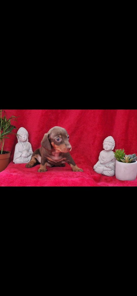 Excelente macho teckel kaninchen