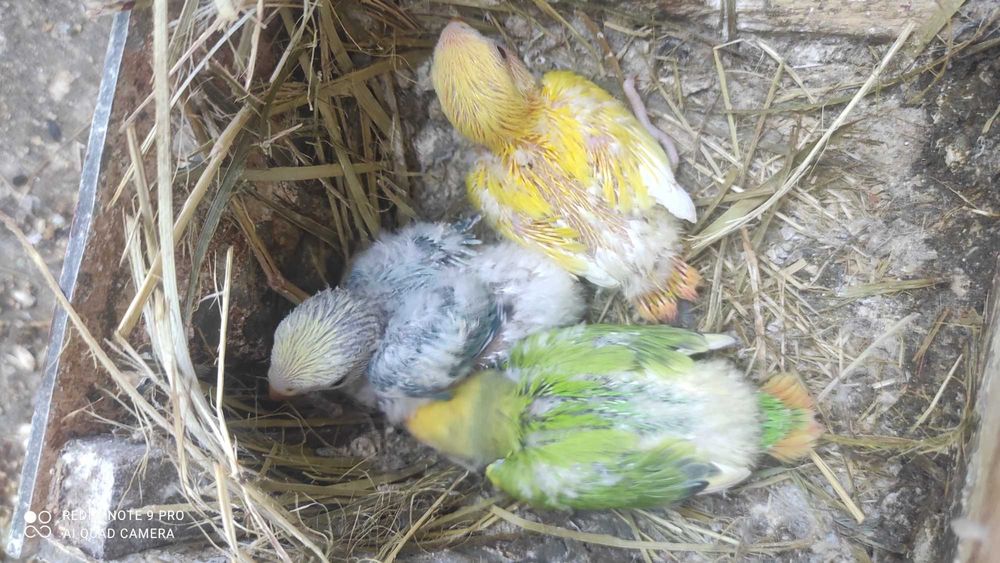 Bebés de rosicoller para criar á mão