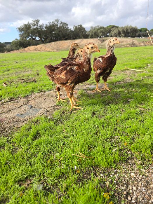 Pintos Rhode Island Red puros  com 1 mês
