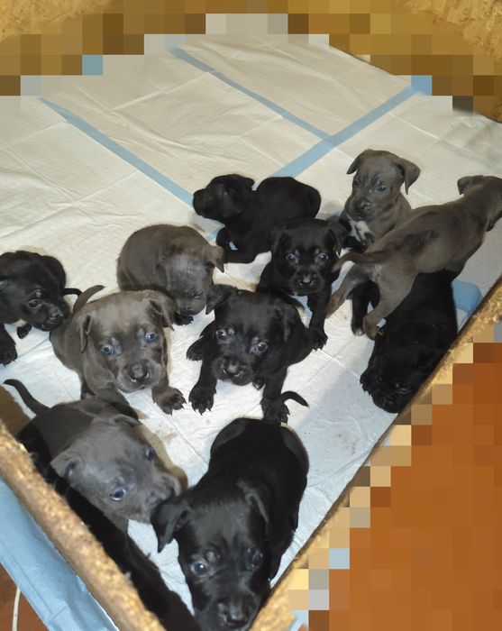 Кане-Корсо дітки