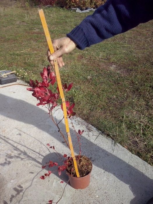 Borówka Amerykańska Krzaki Sadzonki Bluecrop Elizabeth Duke