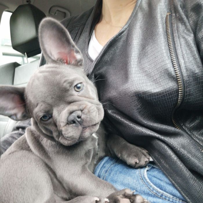 Buldog francuski blue suczka