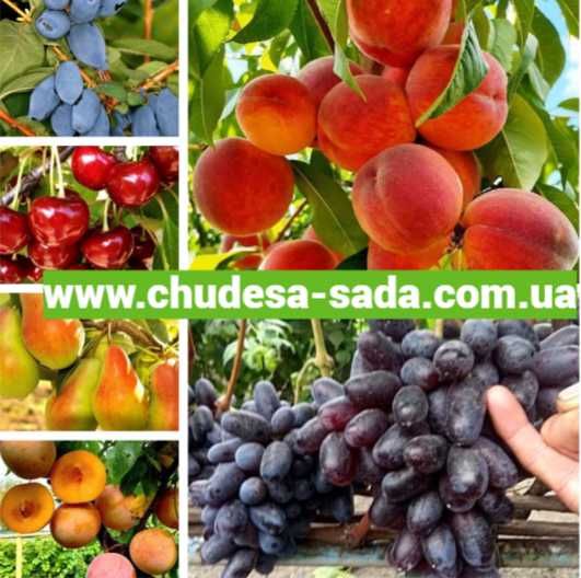 Саженцы винограда мировых сортов большой выбор сортов. Виноград