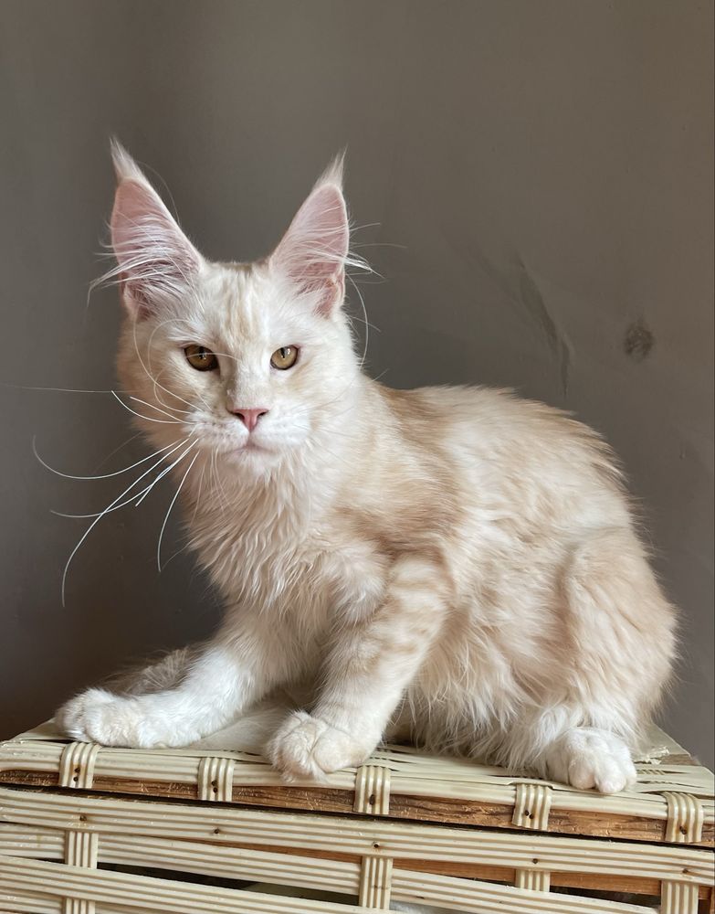 Котенок Мейн кун