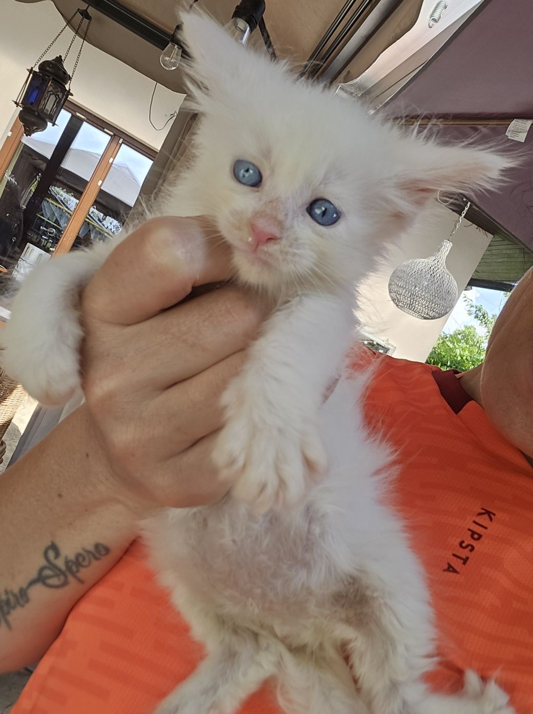 Maine coon Felis Polonia kocurek