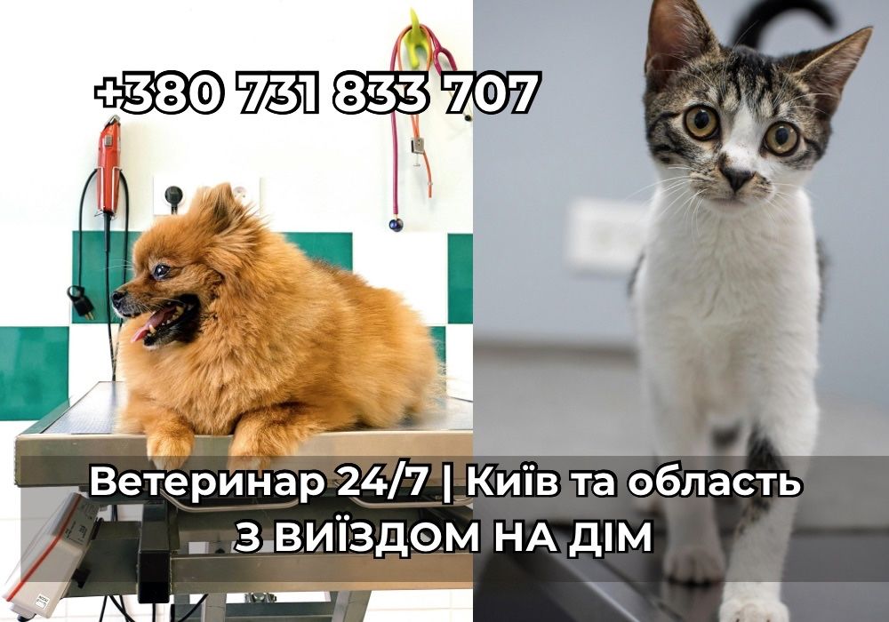 Ветеринар Київ 24/7 | Виїзд додому, онлайн консультація