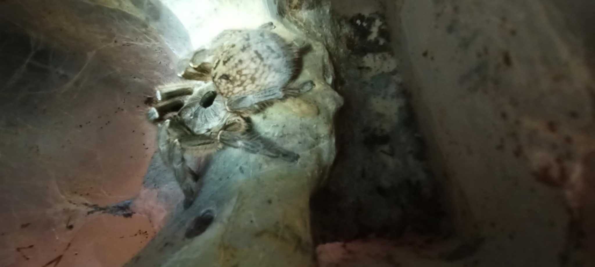 Cyratogyrus Darlingi 3,5 DC
