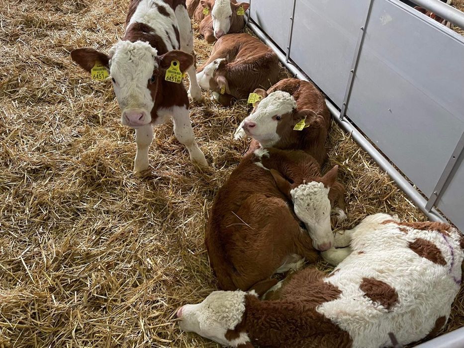 Cielaki odsadki byczki jałóeeczki
