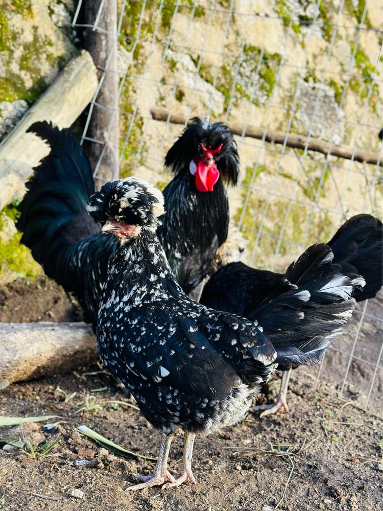 Trio de paduanas