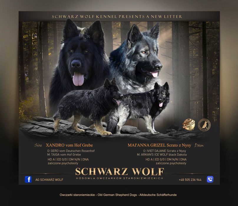 Owczarek staroniemiecki czarny chłopak Linia DDR