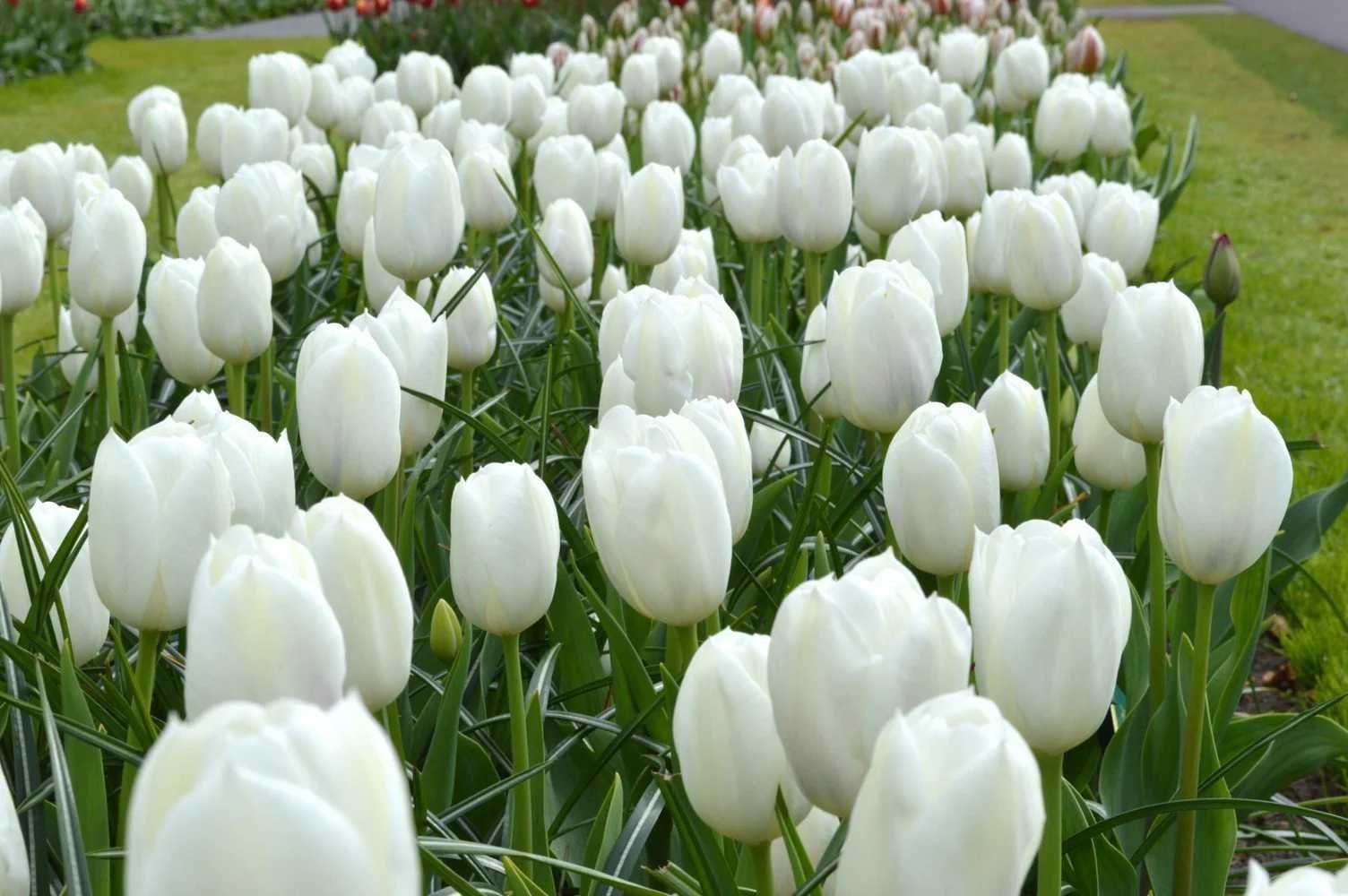 TULIPANY Cebulki  50 szt. cebule TULIPANA Mix Kolorów TULIPANÓW