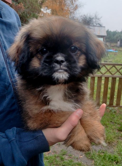 Brązowa suczka Shih Tzu