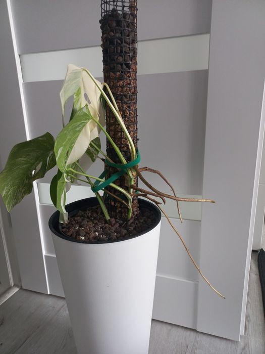 Monstera variegata + ...