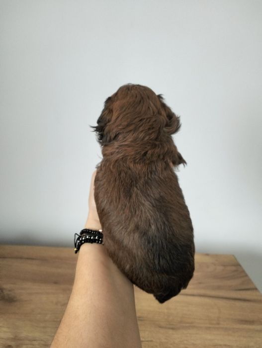 Suczka Shihpoo piękny kolor